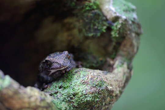 Image of Panama Cross-banded Treefrog