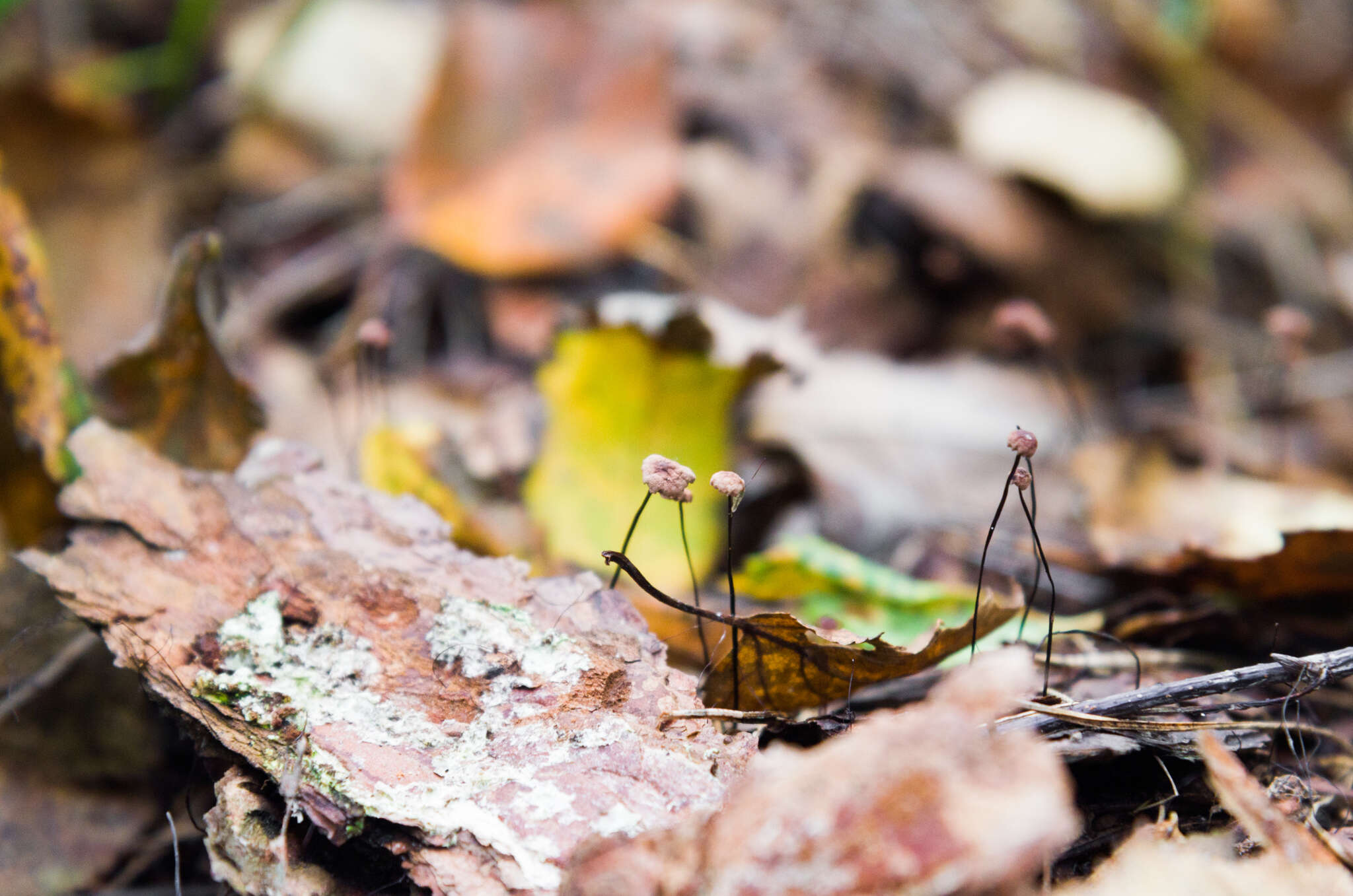 Image of Gymnopus androsaceus (L.) Della Maggiora & Trassin. 2014