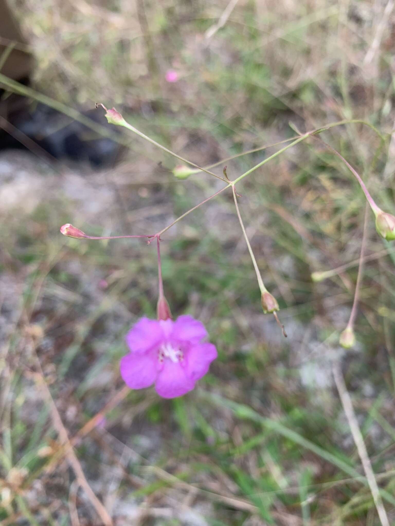 Image of twoline false foxglove