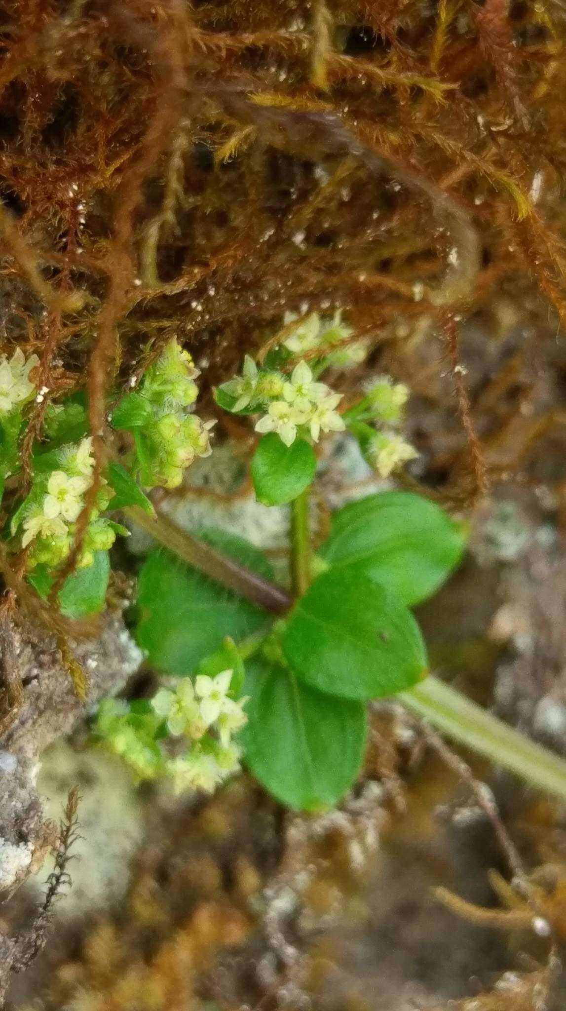 Plancia ëd Galium formosense Ohwi