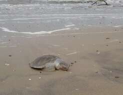 Image of Ridley sea turtles