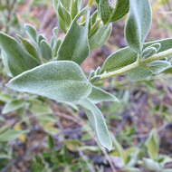 Image of Syncolostemon elliottii (Baker) D. F. Otieno