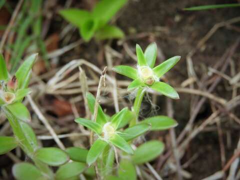 Image of Portulaca cryptopetala Speg.