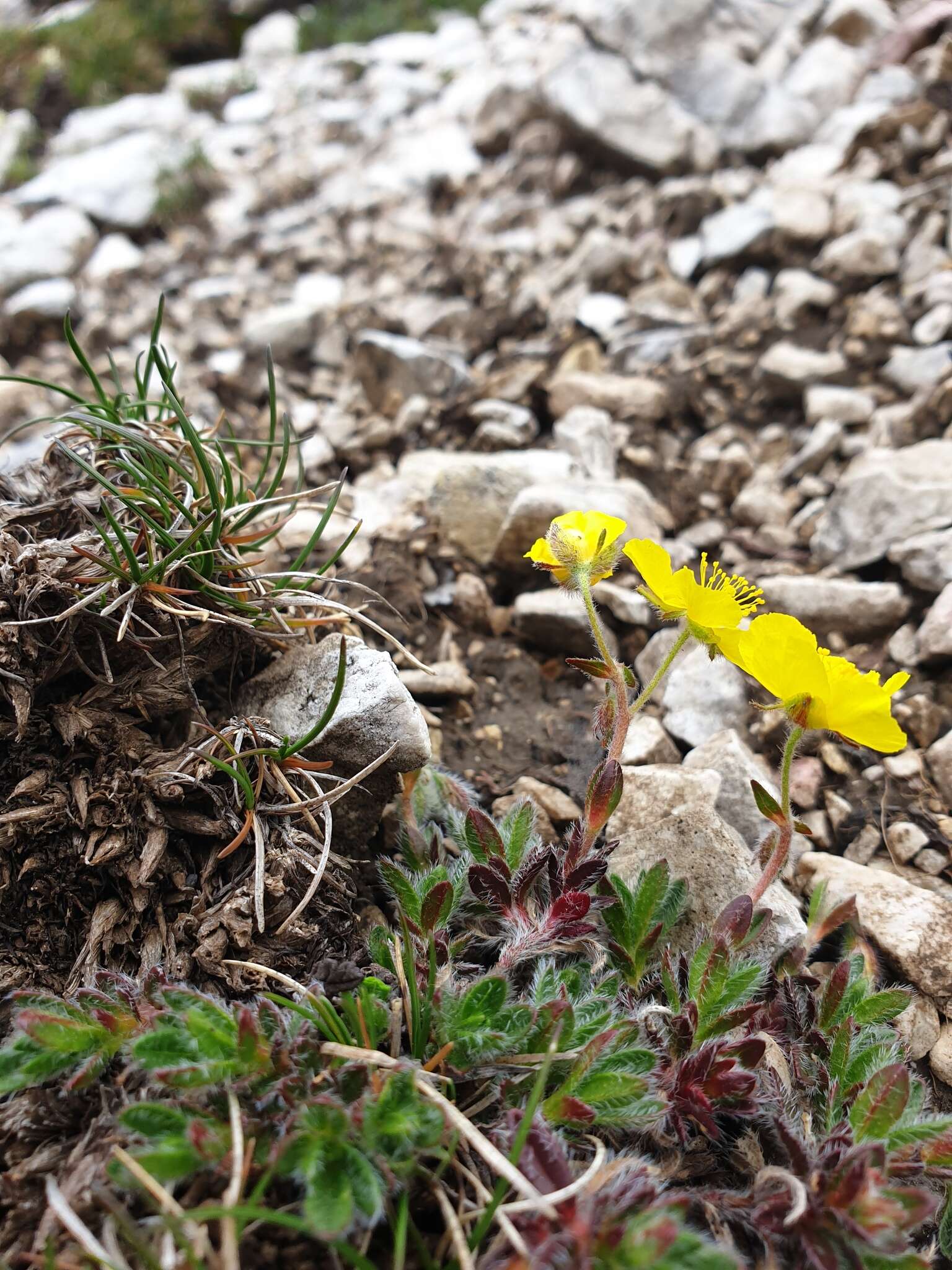 Imagem de Helianthemum alpestre (Jacq.) DC.