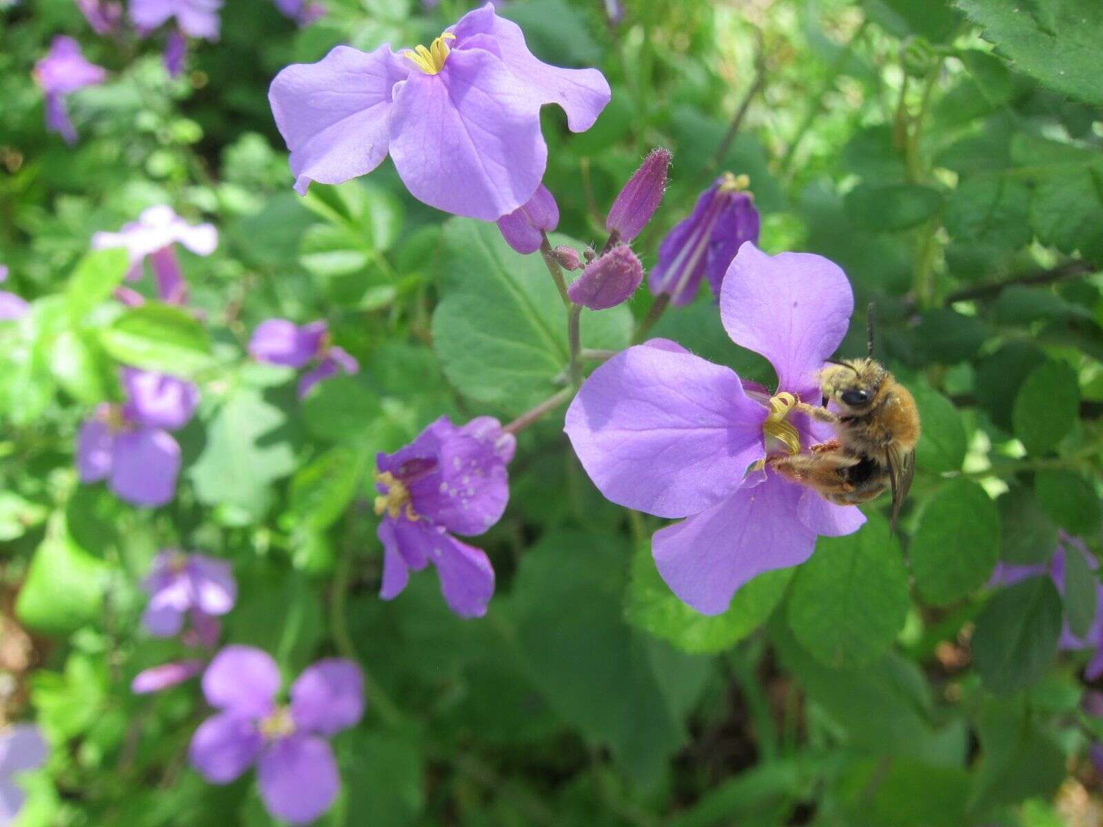 Imagem de Orychophragmus violaceus (L.) O. E. Schulz