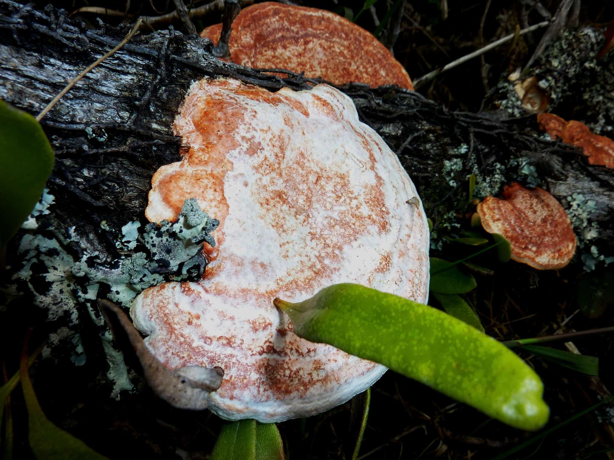 Imagem de Trametes coccinea (Fr.) Hai J. Li & S. H. He 2014