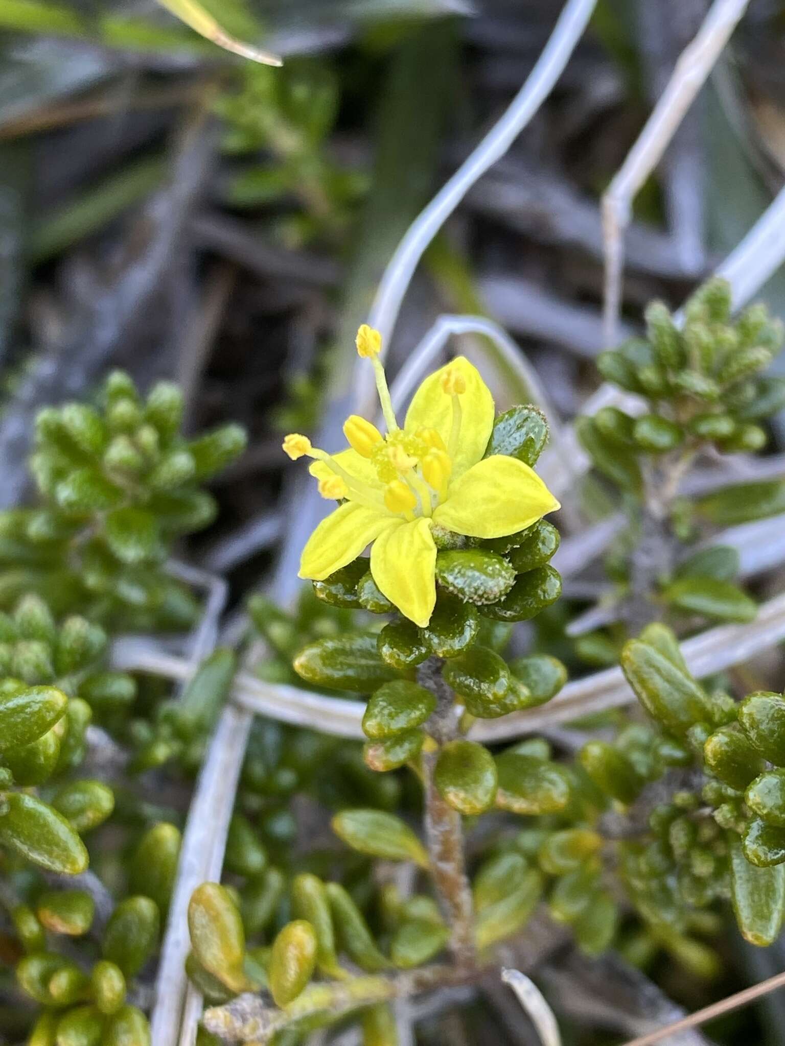 Image of Asterolasia trymalioides F. Müll.