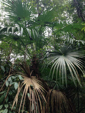 Trachycarpus fortunei (Hook.) H. Wendl. resmi