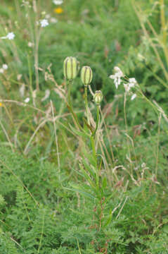 Image of Lilium carniolicum Bernh. ex W. D. J. Koch