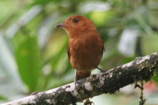 Image of Rufous Mourner