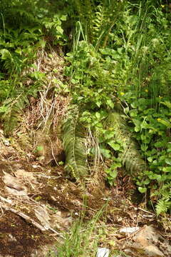 Image of Anderson's hollyfern