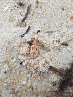 Sivun Nebria (Eurynebria) complanata (Linnaeus 1767) kuva