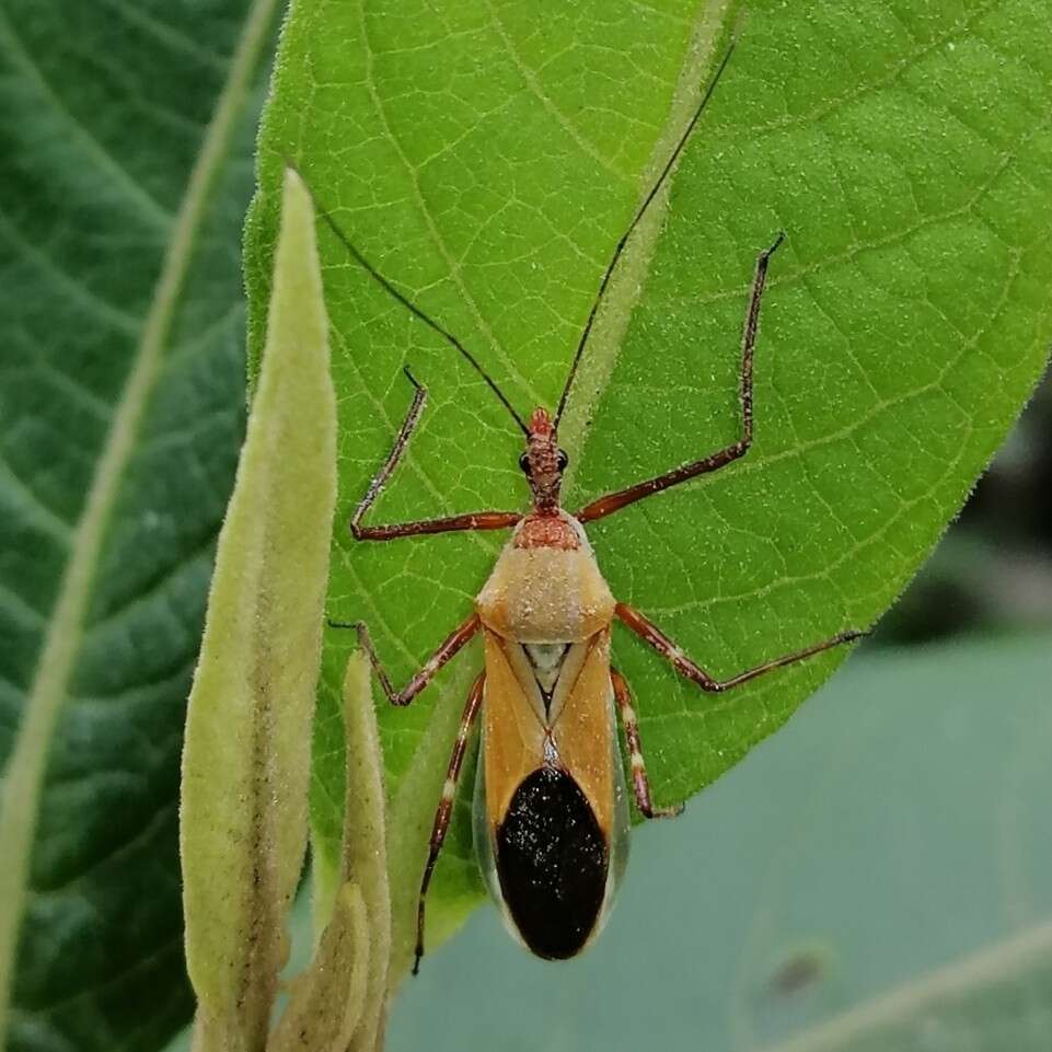 صورة Zelus laticornis (Herrich-Schaeffer 1850)