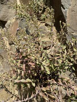 Image of cutleaf beardtongue