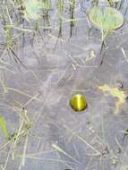 Image de Nymphaea candida C. Presl