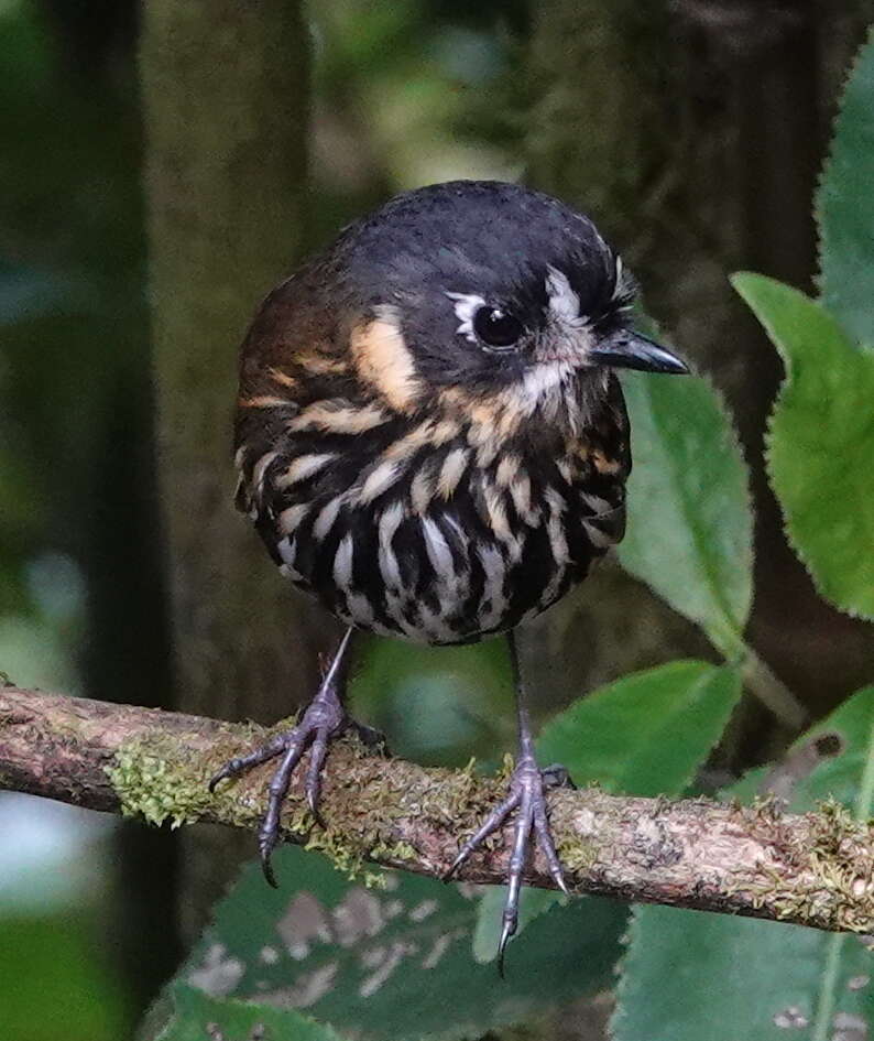 Image of Crescent-chested antpitta