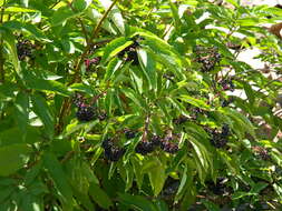 Image of Rocky Mountain elder