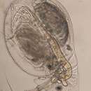 Image of Daphnia (Daphnia) galeata Sars 1864