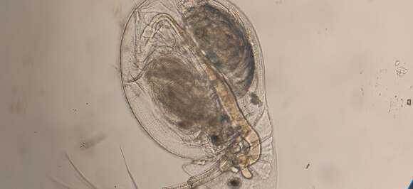 Image of Daphnia (Daphnia) galeata Sars 1864