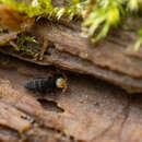 Слика од Orchesella carneiceps Packard & AS 1873