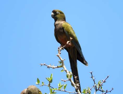 صورة Cyanoliseus Bonaparte 1854