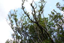 Sivun Nuxia verticillata Lam. kuva