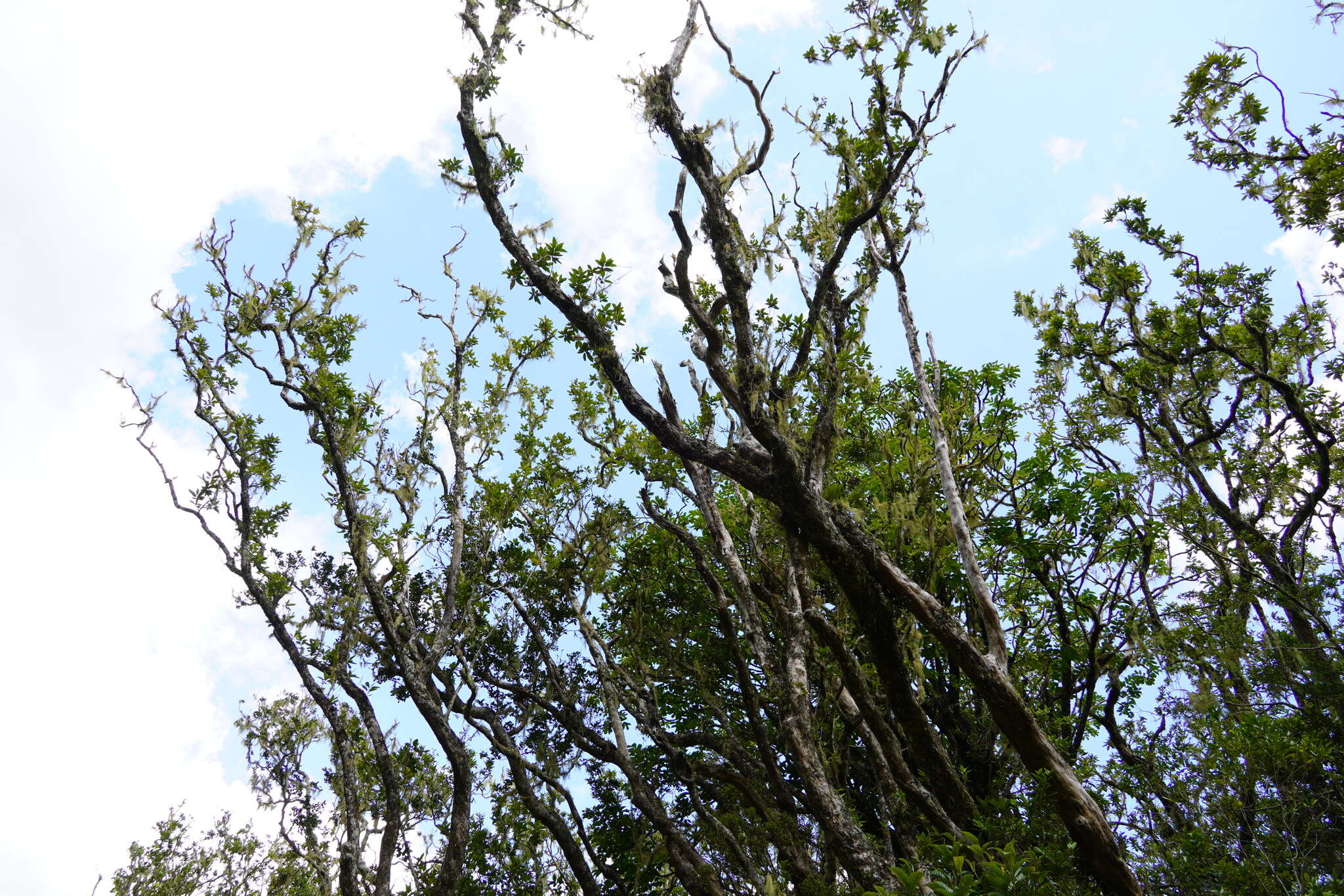 Sivun Nuxia verticillata Lam. kuva