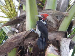 Image of Crimson-crested Woodpecker