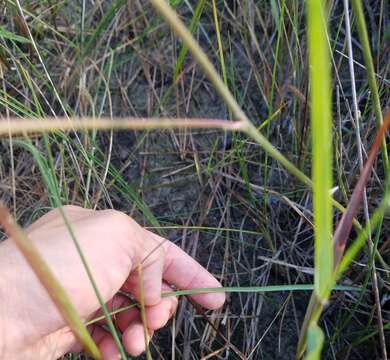 Image de Schoenolirion albiflorum (Raf.) R. R. Gates