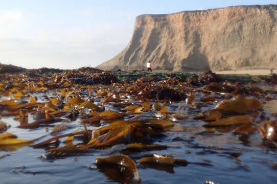 Image of Giant kelp