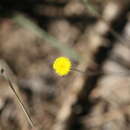 Image de Blumea integrifolia DC.