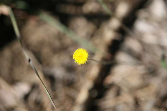 Imagem de Blumea integrifolia DC.