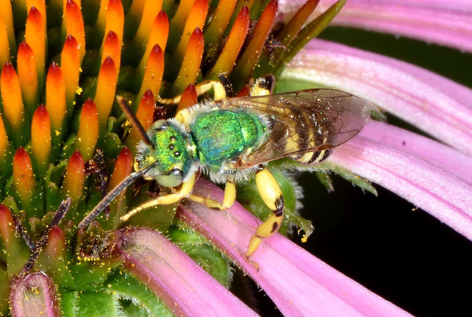 Image of Texas Agapostemon