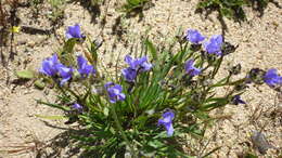 Image of Aristea africana (L.) Hoffmanns.