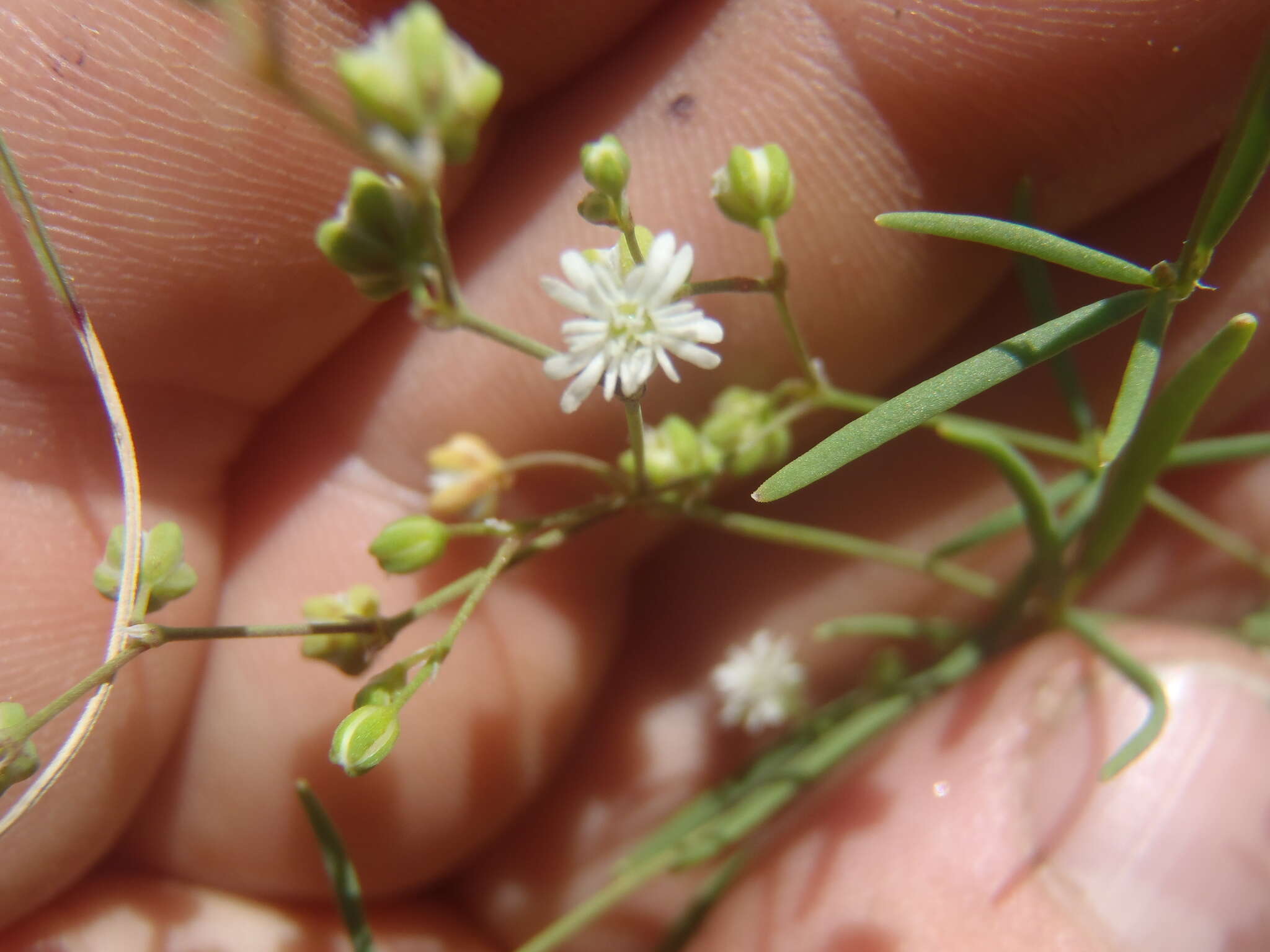 Image of slimleaf drymary