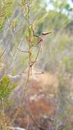 Image of Idolomorpha madagascariensis Westwood 1889