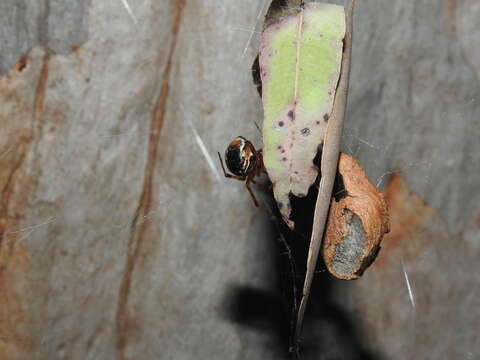 Image of Parasteatoda decorata (L. Koch 1867)