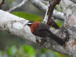 Imagem de Pomatorhinus bornensis