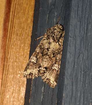 Image of Bertha armyworm