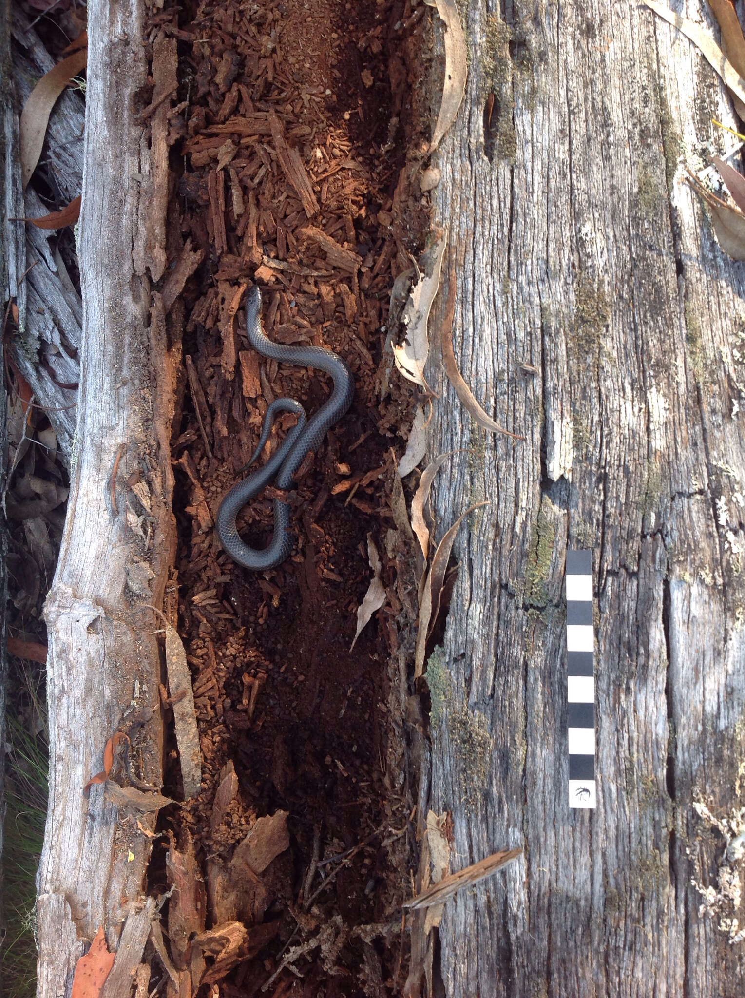 Image of Small-eyed Snakes