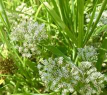 Image of hemp vine