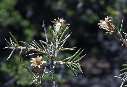 Image of Chuquiraga erinacea D. Don