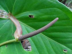 Image of Anthurium nakamurae Matuda