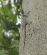 Image of Shortnose Anole