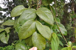 Image of Gnetum leyboldii Tul.