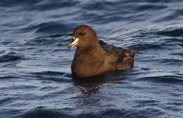 Image of Westland Black Petrel