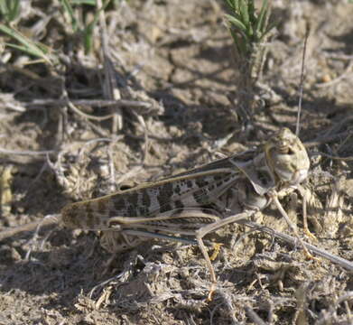 Image of Blue-legged Grasshopper