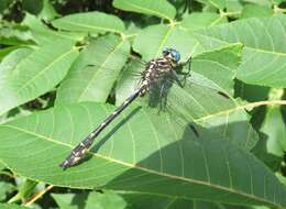 Image of Elusive Clubtail