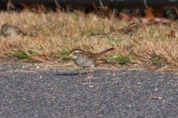 Image of White-throated Sparrow