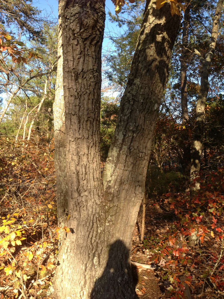 Image of Chestnut Oak